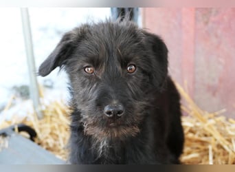 INKA - sensible Junghündin sucht einfühlsames Zuhause