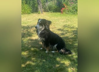 Josie – kleine Hundeseele mit Herz sucht Zuhause für immer - bereits auf PS in DE 86156 Augsburg