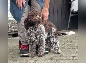 Lagotto Romagnolo Welpen, 4 Hündinnen suchen ein Zuhause