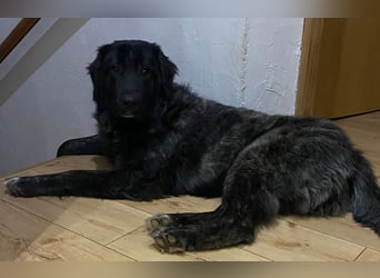Kuschelbär Aleksa sucht ihre Familie