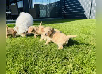 Wunderschöne Maltipoo Welpen!!! (Malteser/Zwergpudel)
