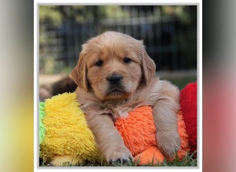 Golden Retriever Welpen vom Thüringer Wald
