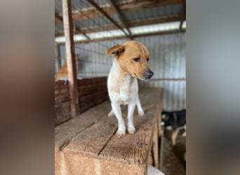 Kleiner Freddi sucht liebevolles Zuhause