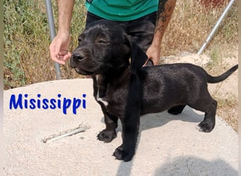 Misissippi geb. 03/2025 (in Deutschland) - kleiner Labrador-Mix Welpe!
