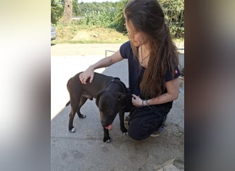 Agora,unaufdringlicher Staffi sucht seine Menschen in NL/CH/A oderSWE