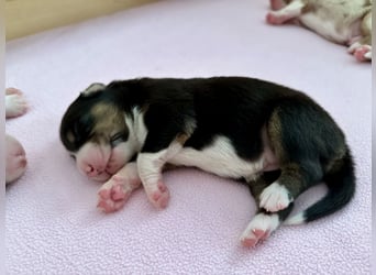 Black Tri Hündin, Australian Shepherd