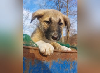 Die goldige ANITA sucht ein liebevolles Zuhause