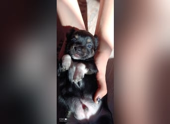 Reinrassige Langhaar - Chihuahua - Welpen abzugeben, sehr verspielt und verkuschelt!