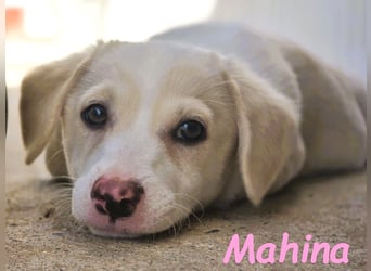 Mahina 01/2025 (ESP) - anhängliches und freundliches, süßes kleines Mädchen!