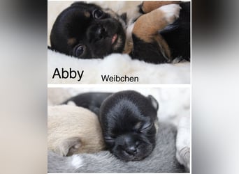 Chihuahua Welpe Black an Tan kurzhaar