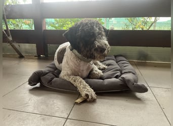 Hugo, a purebred Lagotto Romagnolo male, 9 months old