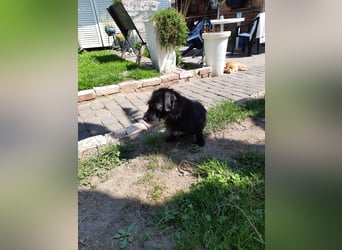 Neila sucht ihr Zuhause