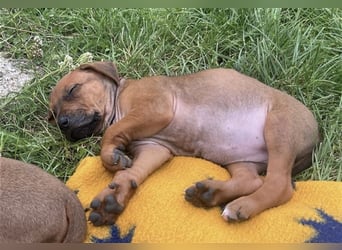 Reinrassige Rhodesian Ridgebackwelpen suchen ein liebevolles zu Hause