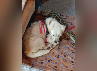 Babette, Mix Podengo / Terrier, lieb und verträglich