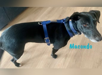 Macondo 04/2020 (in Deutschland) - treuer und liebevoller Labrador-Mix!