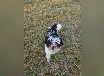 Shih Tzu Mix Welpen vom 18.03.25