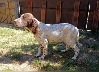 English setter Rüde