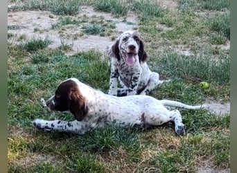 English setter Welpen (3 Rüden, 2 Hündinnen)