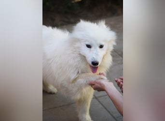 Romy SR – Kleine Schneeflocke mit großem Herzen