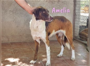 Amelia 08/2018 (ESP) - bezaubernde, ausgeglichene und soziale Hütehund-Mix Hündin!