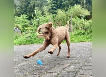 Großpudel / Königspudel Deckrüde (kein Verkauf)