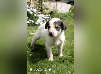Unsere B-Welpen suchen ein Zuhause ab Ende Juni