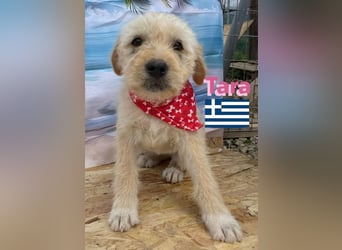 Tara, geb.01/25 - aufgeschlossenes Hundemädchen sucht ihre Familie