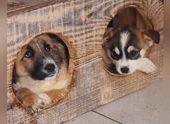 Goldschatz Grace sucht ihre Familie