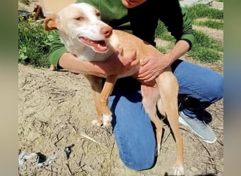 Tina, eine tolle Podenca