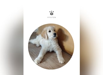 Goldendoodle Welpe F1