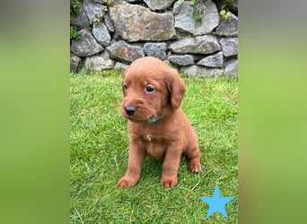 Labradoodle F1 Welpen in Red Apricot