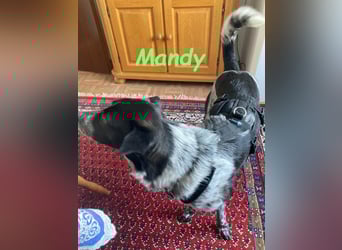 Mandy 04/2021 (in Deutschland) - lernwillige und verspielte, wunderschöne Hündin!