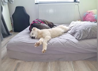 Zev - zuckersüßer Junghund sucht Zuhause