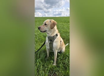 Nacho in 09618 Brand- Erbisdorf sucht sein Zuhause
