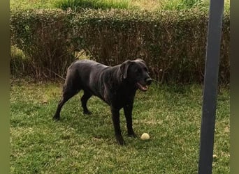 BEPO❤️ verschmuster, kluger Labbi-Rüde sucht dringend seine neue Familie