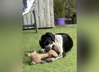 Zuckersüße Hündin Dama sucht dringend ein zu Hause