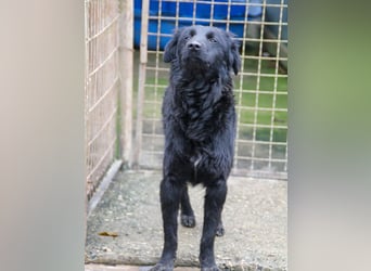 Schnuckelige DAYA hat das Potential zum Herzenshund