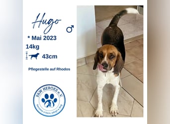 Beagle Mix HUGO (2 Jahre alt) sucht eine Familie!