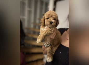 Cockapoo. F1 American Wurfankündigung Mai 2025