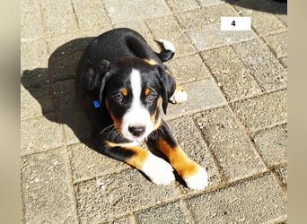 Appenzeller Sennenhund Welpe Rüde reinrassig