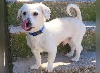 Teddy ❤️ lieb, aktiv - Malteser-Mix Rüde