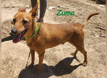Kleiner Zuma 02/2017 (ESP) - fröhlicher, verschmuster und sozialer Mini-Podenco!