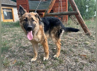 Hector, geboren 15.03.2025, 65cm sucht seine Aufgabe