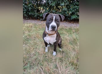 Bene, Staffordshire Terrier, geb. 2025, su. aktive Menschen, gerne mit Rasseerfahrung