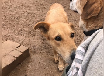 Wunderschöne BRISA hat liebe Familie verdient