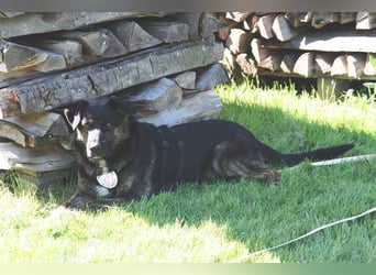 Woody - freundlicher, sozialer, verschmuster Rüde / Pflegestelle in Gerolstein
