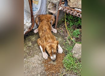 Jerry – familienhundliche Lehrstelle gesucht -
