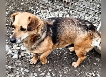 Peaches sucht ihre Familie