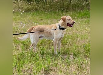 Labrador Retriever Labbi Welpen