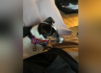 Romi-SI, hübsche Foxterrierdame sucht Rasseliebhaber